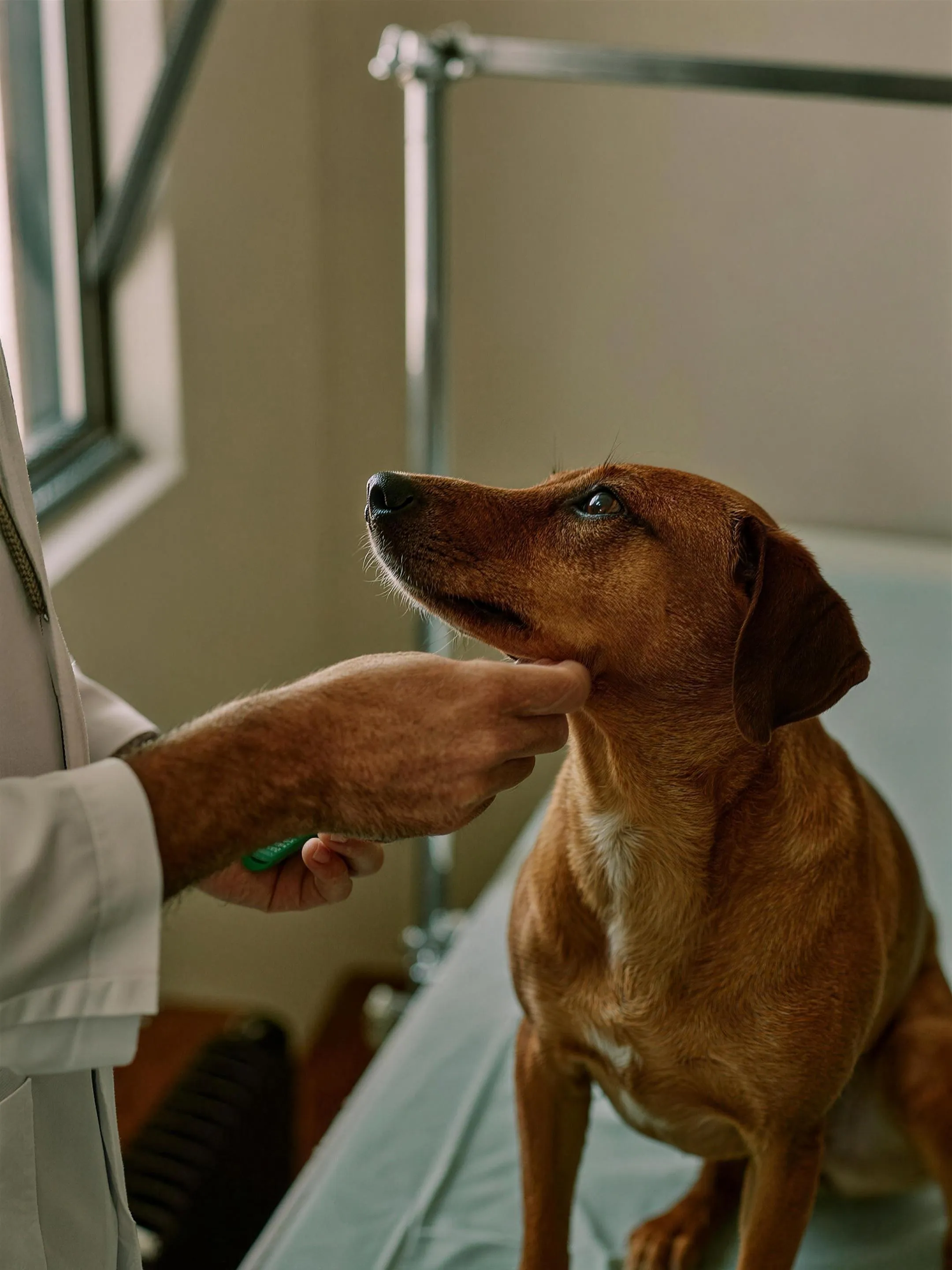 Close-up van een dierenarts die een chip inbrengt bij een hond op een behandeltafel in een Nederlandse praktijk. Documentaire sfeer, geen tekst of logo's in beeld.