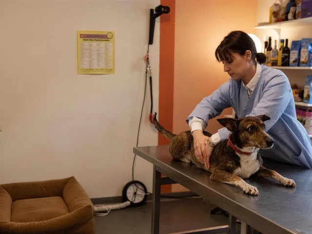 Dierenkliniek Berkenhof — voorbeeldsite voor dierenarts