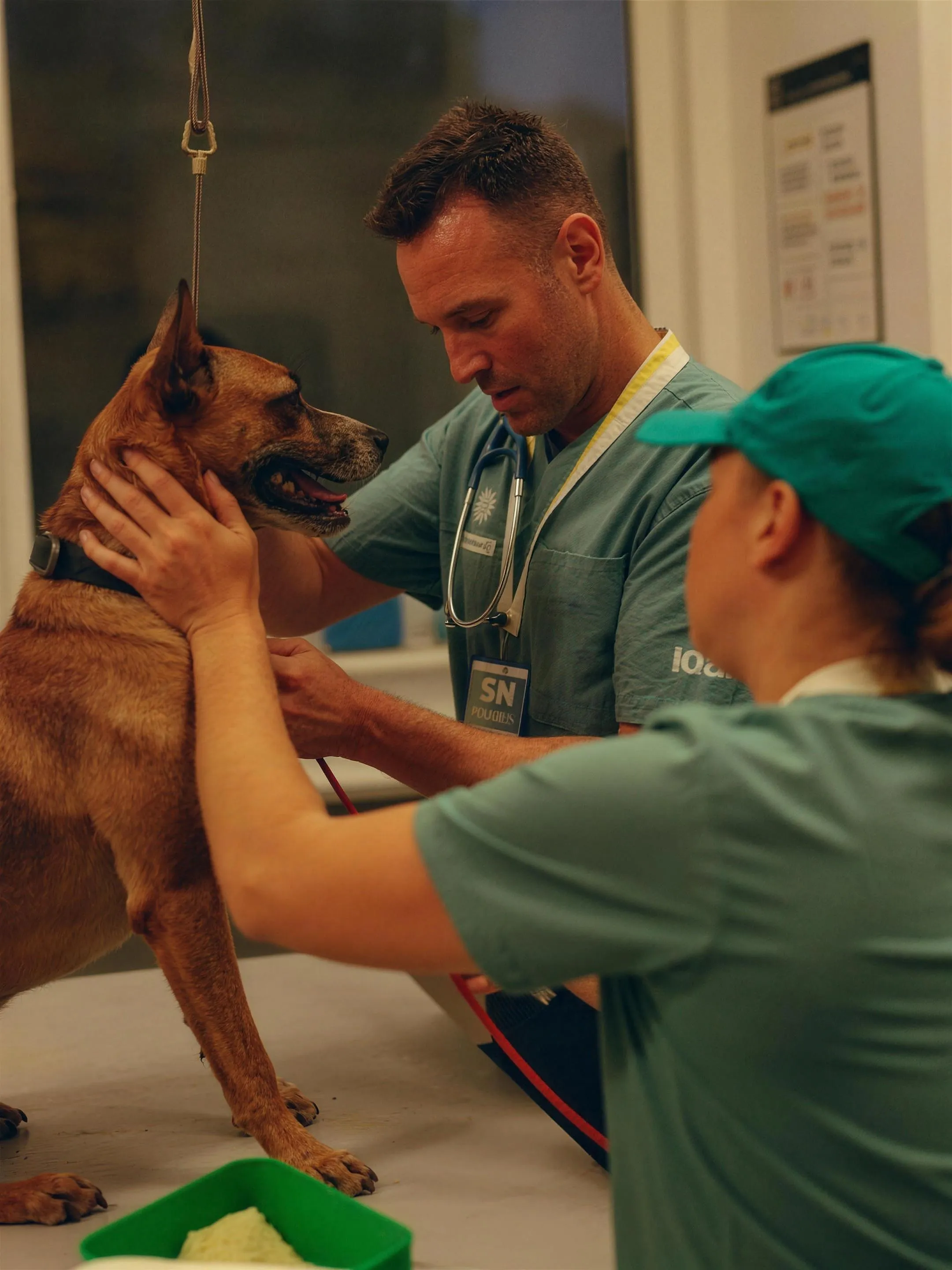 Dierenarts die 's avonds met een assistent een hond behandelt in een Nederlandse praktijk, geconcentreerd op het werk. Documentaire sfeer, geen tekst of logo's in beeld.